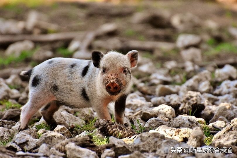 可爱呆萌的宠物猪,可爱的宠物猪日常