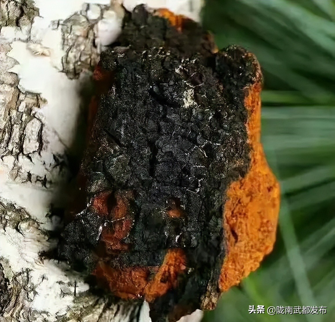 俄罗斯出口中国食品有哪些,中国进口俄罗斯中药材