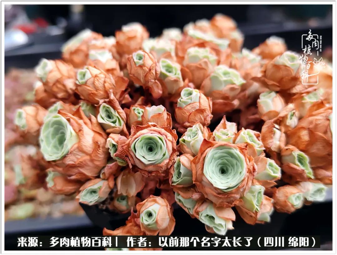 夏天山地玫瑰,小清新山地玫瑰