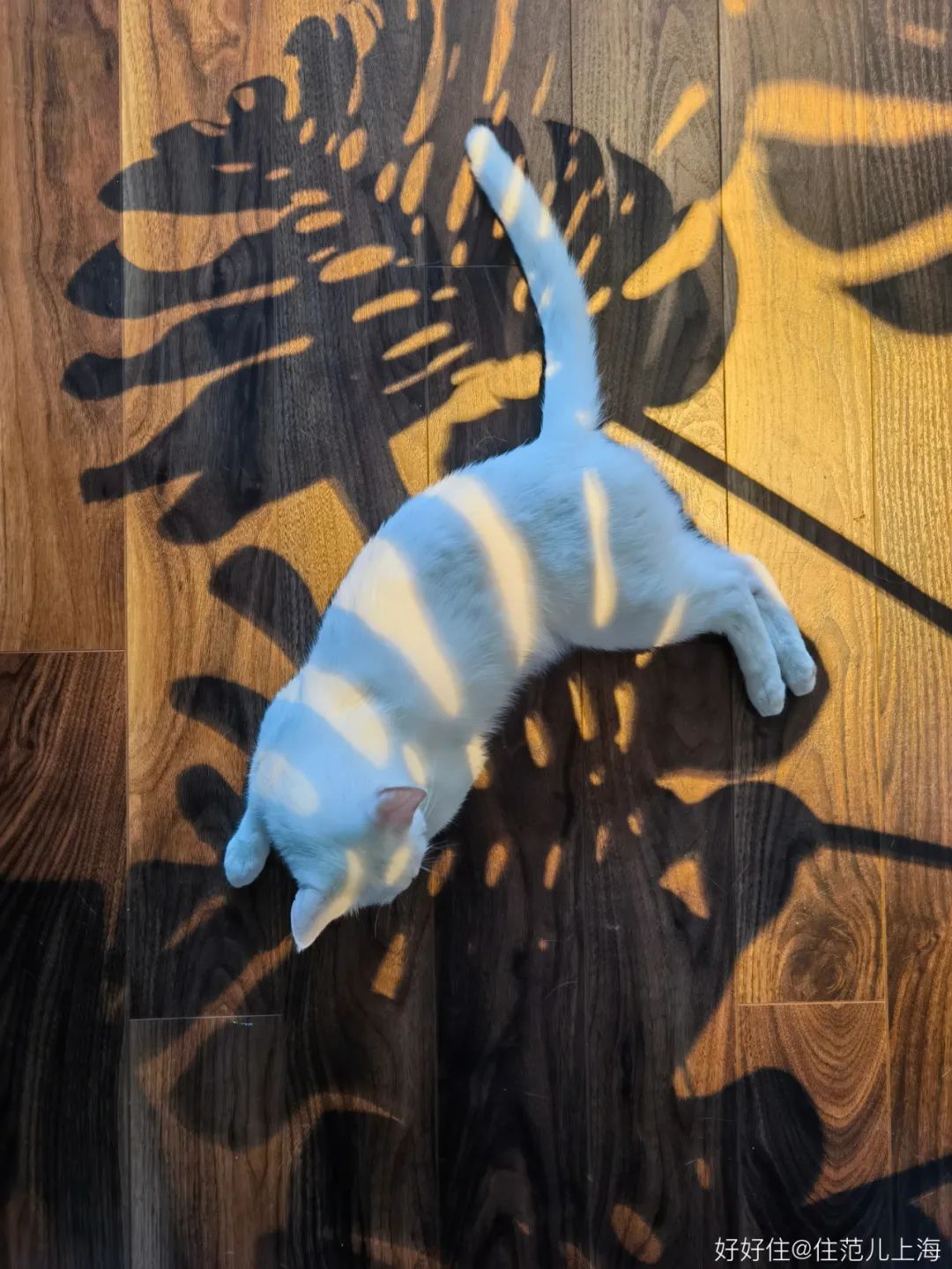 10万打造日式原木风,独居女孩的温馨小屋原木风