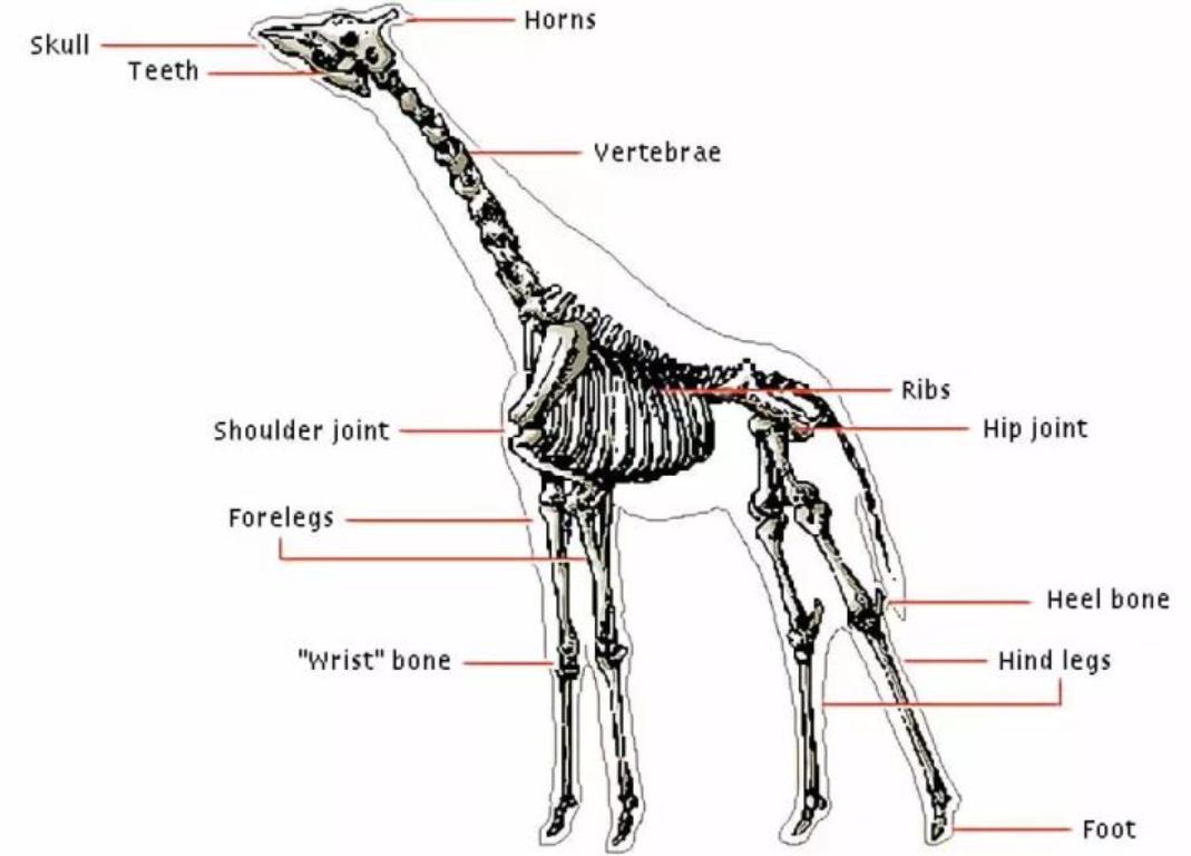 长颈鹿踢飞狮子,狮子偷袭长颈鹿长颈鹿使出杀手锏