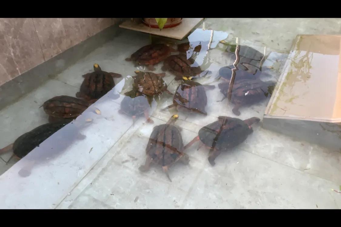 三线闭壳金钱龟生蛋期怎样喂,三线金钱龟饲养方法