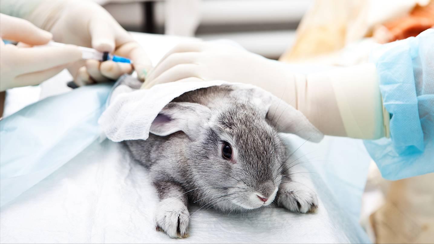 养殖肉兔都有哪些疾病,养兔的疾病治疗费用多少钱