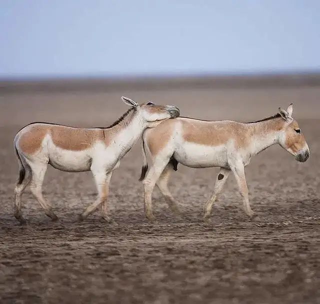 斑马也是马,斑马也是马为什么没人骑呢