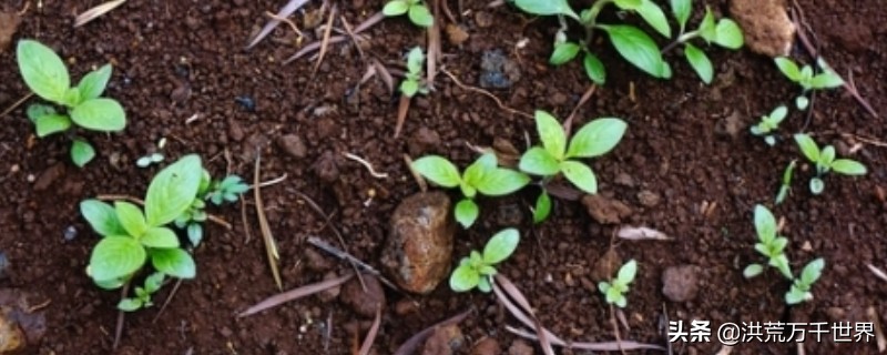 花有小黑虫怎么消灭最彻底,花上的小白虫怎么治小妙招