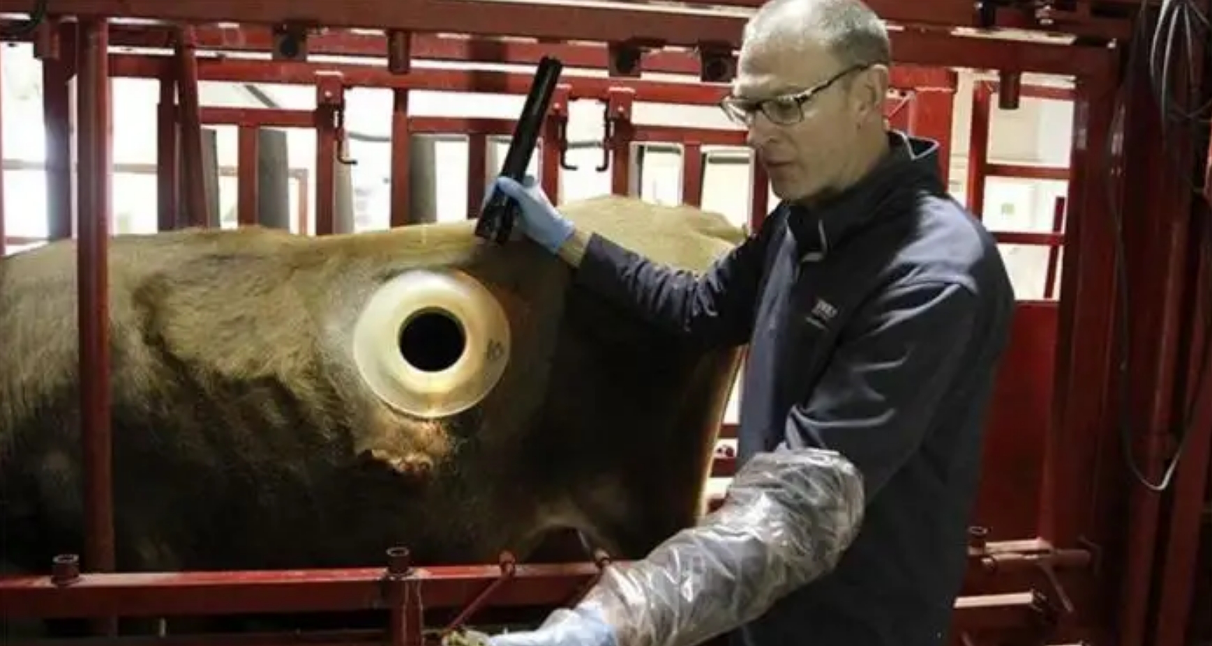 牛身上掏一个洞这对牛有何影响,为什么会在牛身上开洞