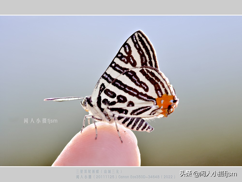 近距离拍摄昆虫小动物,常见昆虫微距摄影活动