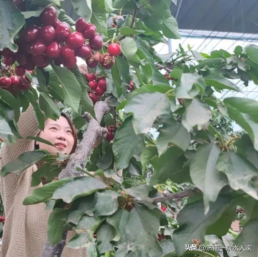 山东大樱桃舌尖上的美味,吃樱桃的季节舌尖上的味道