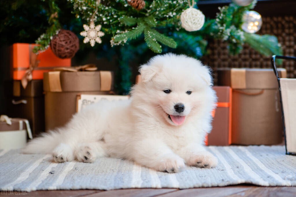 宠物医生，小狗一直叫下半身发抖不吃不喝，疑似蜱虫感染怎么回事