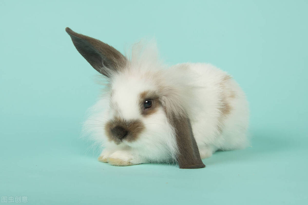 兔子眼睛发炎流泪用什么药,兔子上火流泪怎么消除