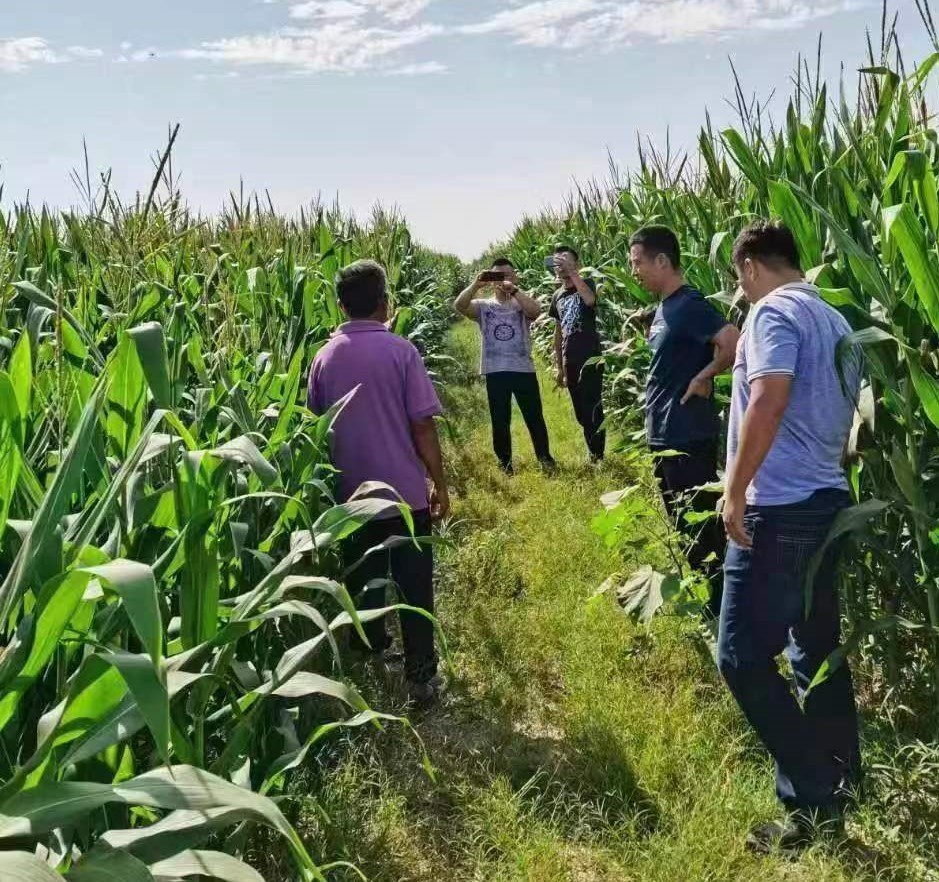 连续种一个玉米种子减产吗,玉米种子增产增收才是硬道理