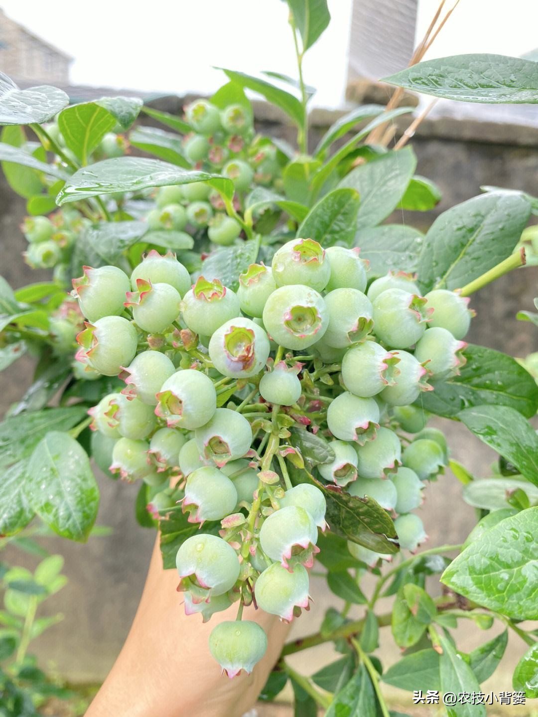 无土露天栽培蓝莓种植水肥管理,蓝莓基质栽培不需要调酸碱度