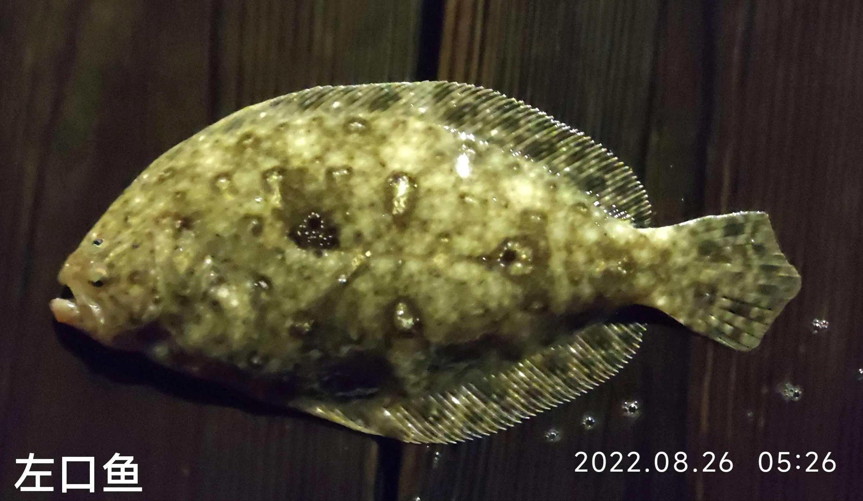 20种常见海鱼,十大常见野生海鱼