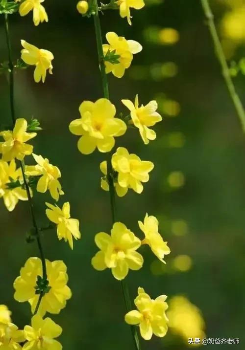 现代春天诗歌大全100首,春天古诗大全100首小学