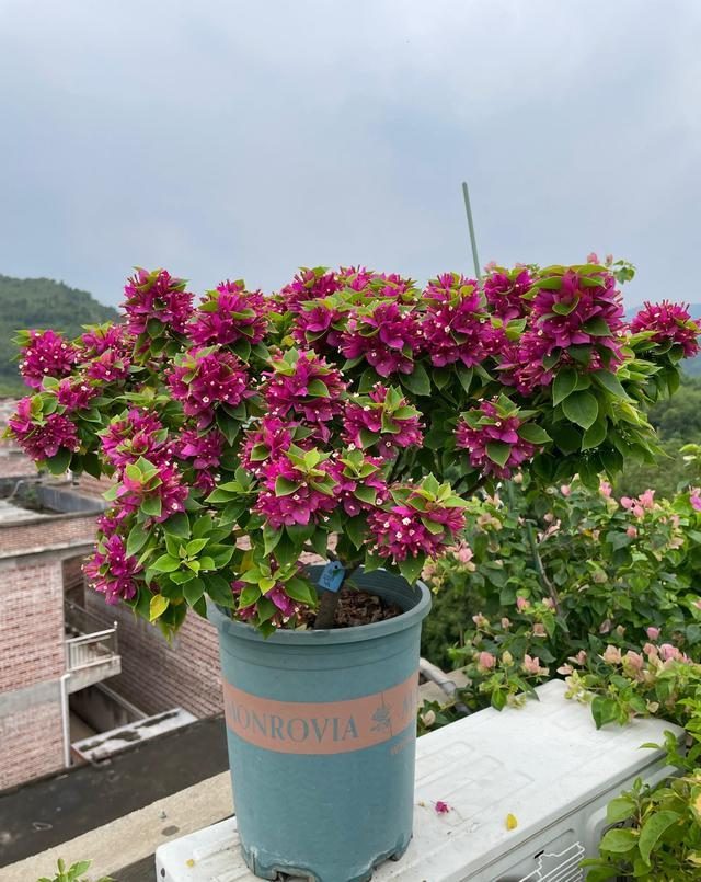 10种公认最好养的花三角梅,十种勤花三角梅