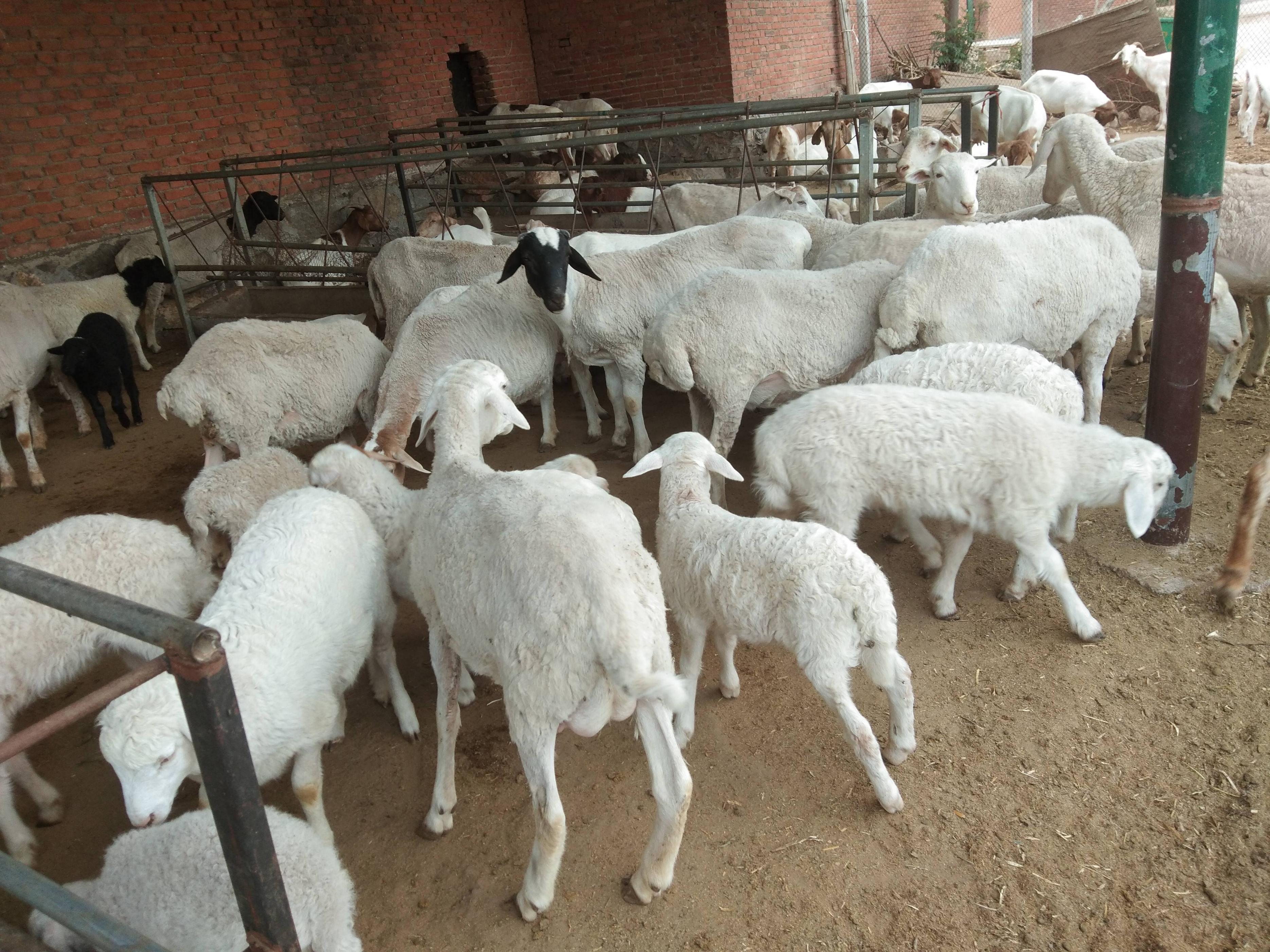 羊反复发烧怎么治,羊一直反复发烧是什么病