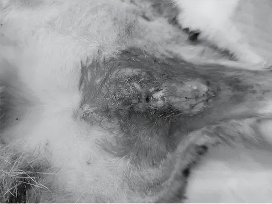 怎么预防猫咪尿路问题,铲屎官必看猫咪小技巧