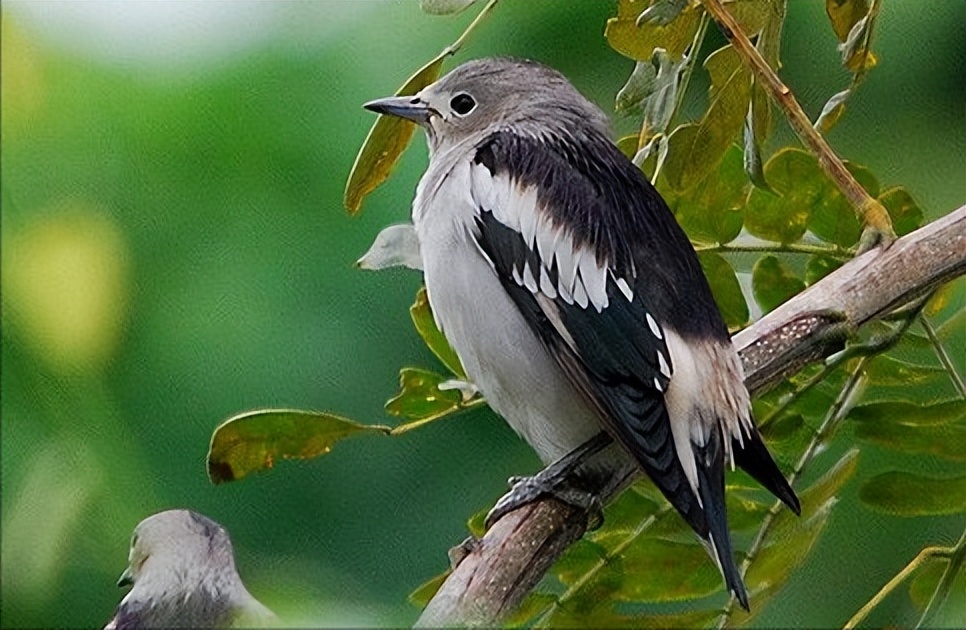 鸟儿大全高清图,高清珍稀鸟动态图片大全
