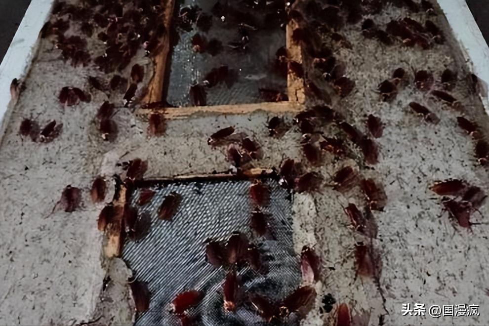 全国最大的蟑螂养殖基地在哪里,中国蟑螂养殖第一人
