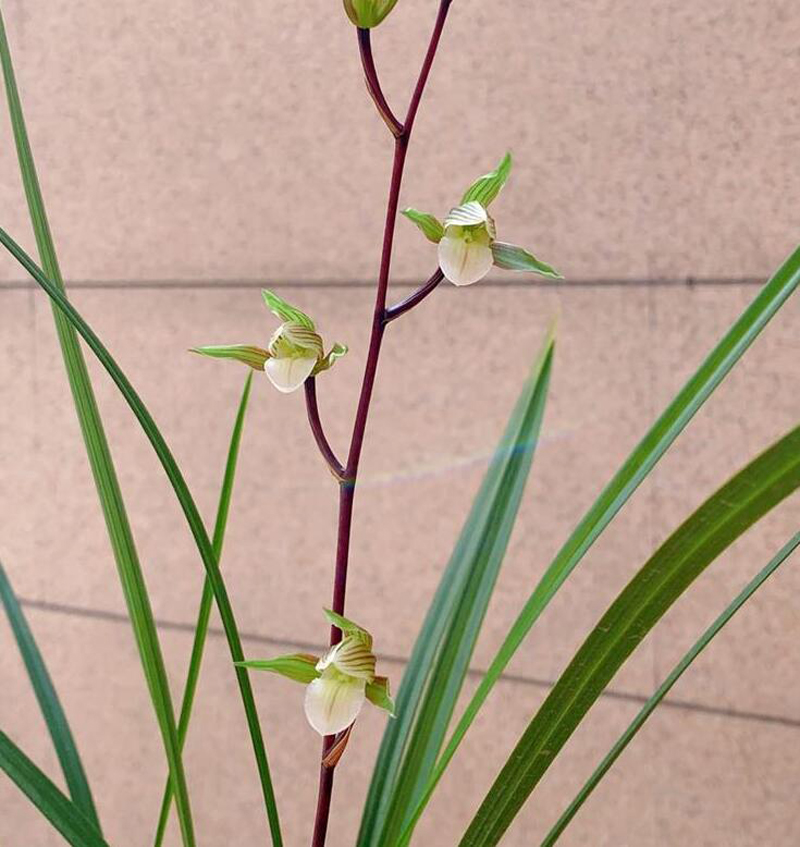 寒兰生长环境图片,寒兰习性