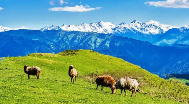长白山皑皑雪山,长白山高寒