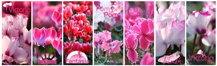 娉曞浗鑾幈灏斾粰瀹㈡潵鍝佺,鑾幈灏斾粰瀹㈡潵