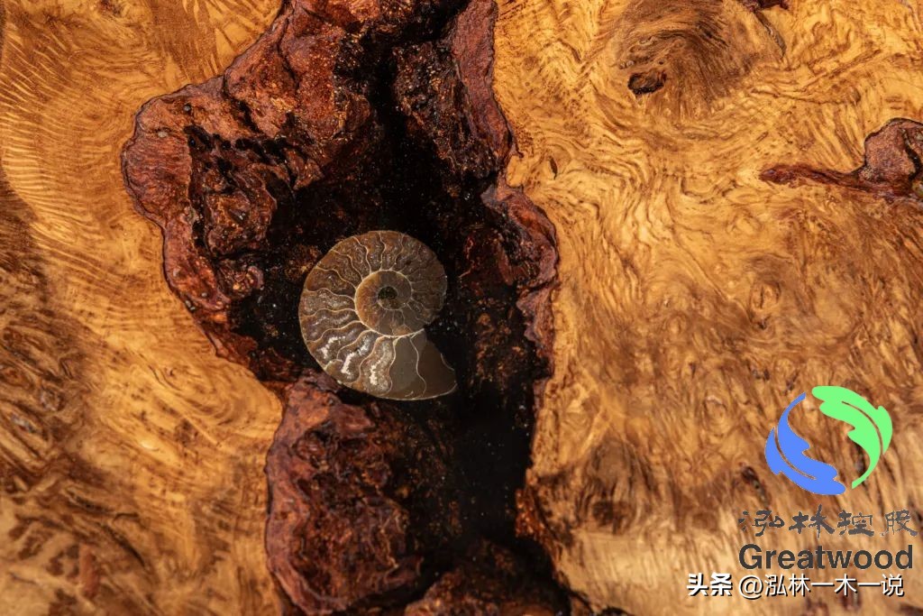 欧洲贵妇出轨被发现,欧洲白富美