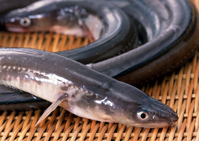 日本鳗鱼繁殖之谜是真的吗,日本产鳗鱼造假事件