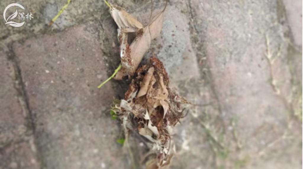 香樟树虫害有哪些,香樟树虫害会把樟树致死吗