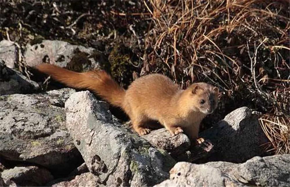 黄鼠狼给鸡拜年没安好心的故事,黄鼠狼给鸡拜年故事完整版