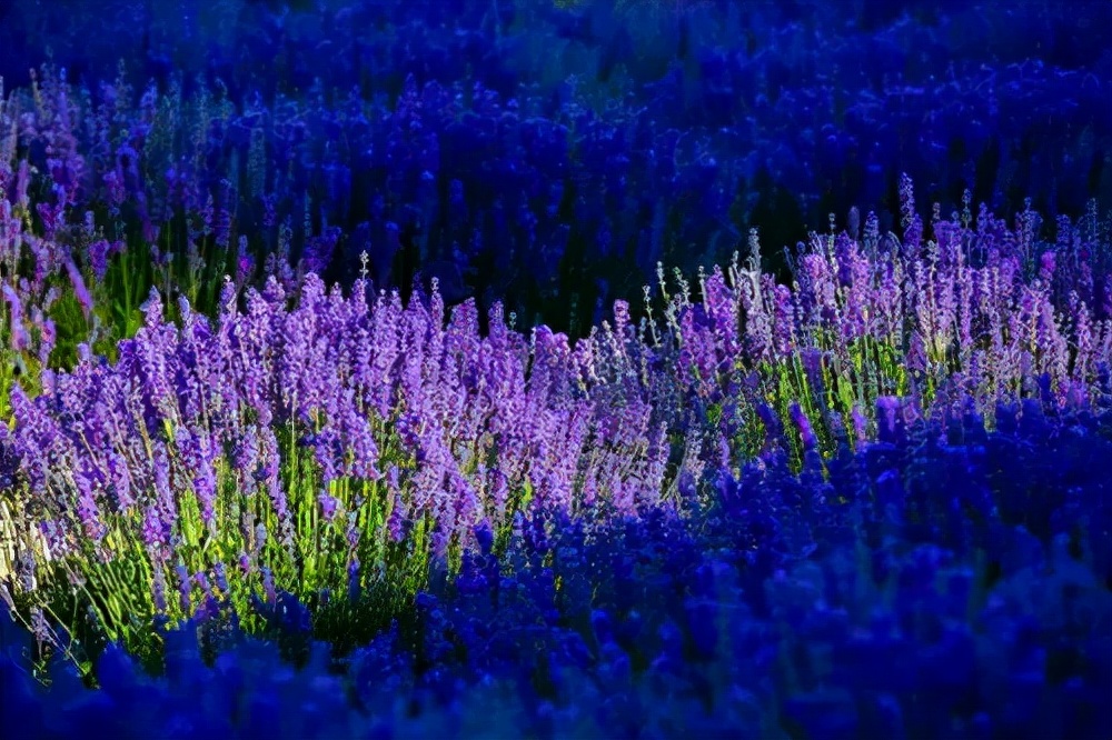 中国熏衣草之乡伊犁霍城县,大美新疆伊犁熏衣草