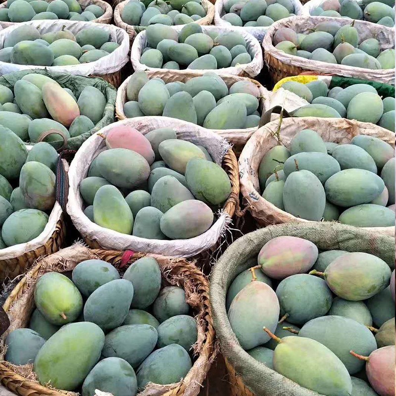 优云好物丨很“芒”的打工人，奖励自己一个大大大mango吧