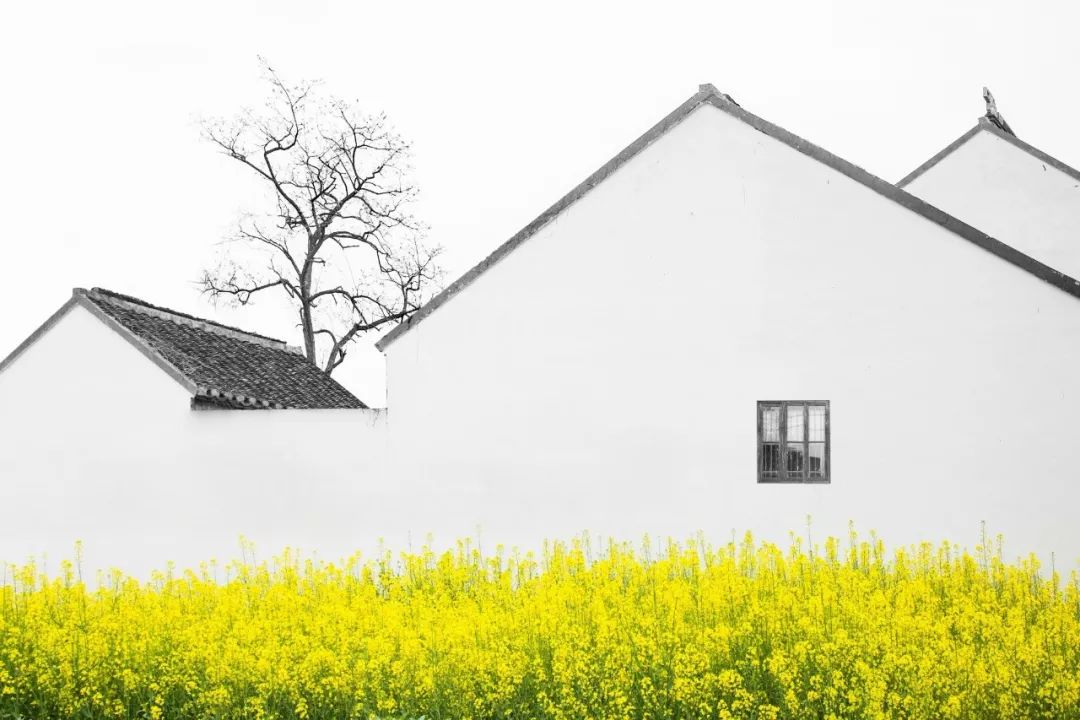 最美婺源油菜花跟风来一下,苏州自驾到婺源看油菜花的地方