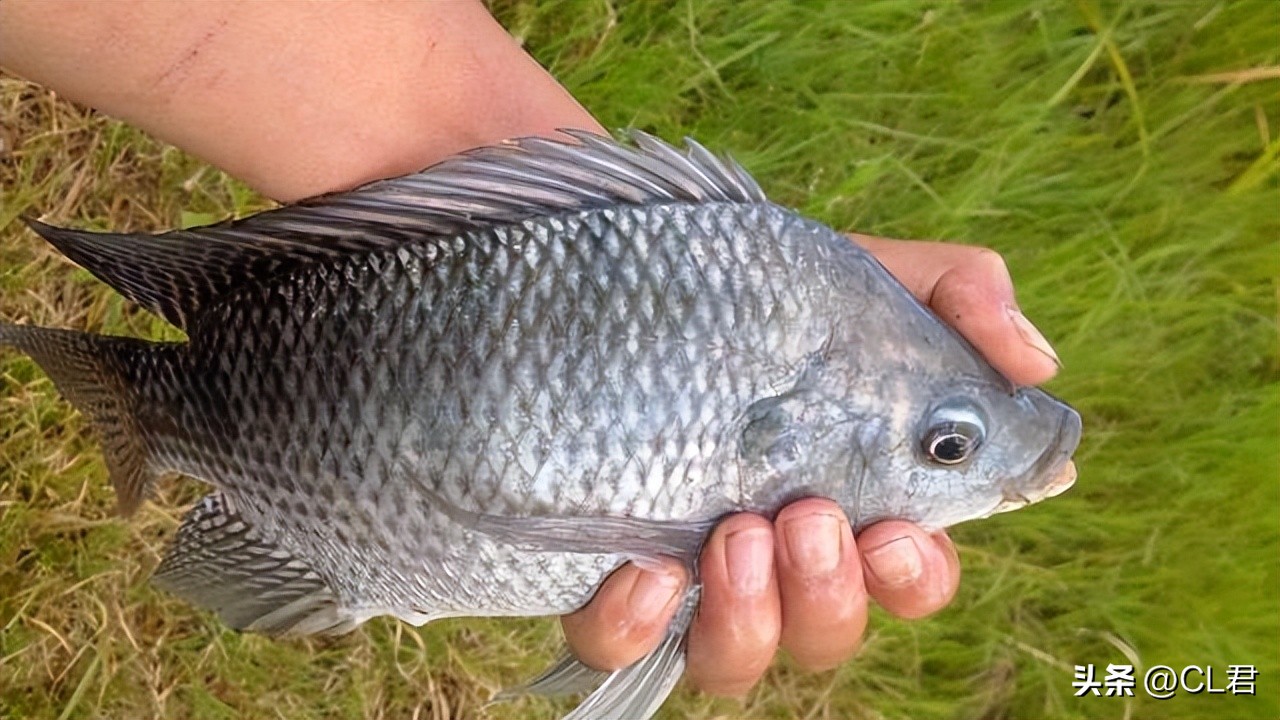 端午当天走亲戚家不买礼品适合吗,端午节串门子有啥忌讳