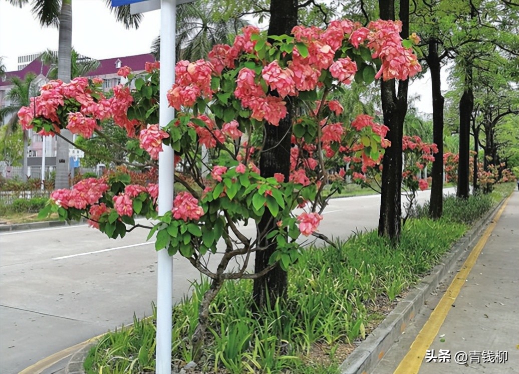 独家揭秘南国花城夏季四季惊艳