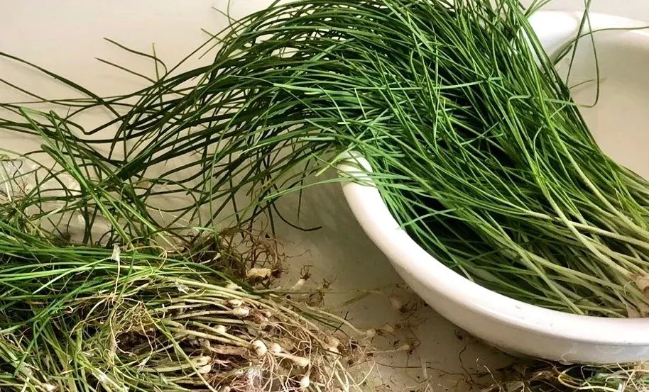 这菜常被当“杂草”拔掉，营养极高，清火开胃，遇到别错过了