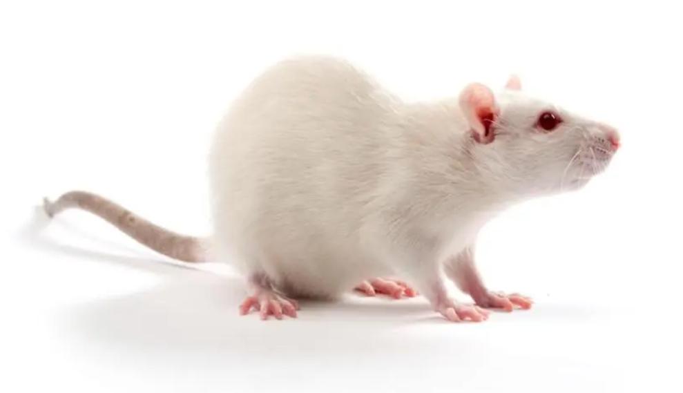 年纪轻轻阳痿怎么治,治疗阳痿缺哪种营养