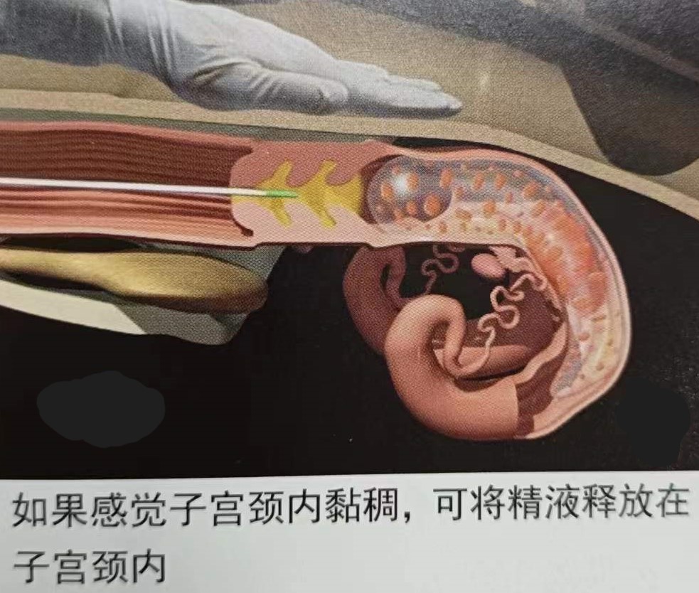 如何提高母牛同期的繁育能力,如何提高母牛受孕率