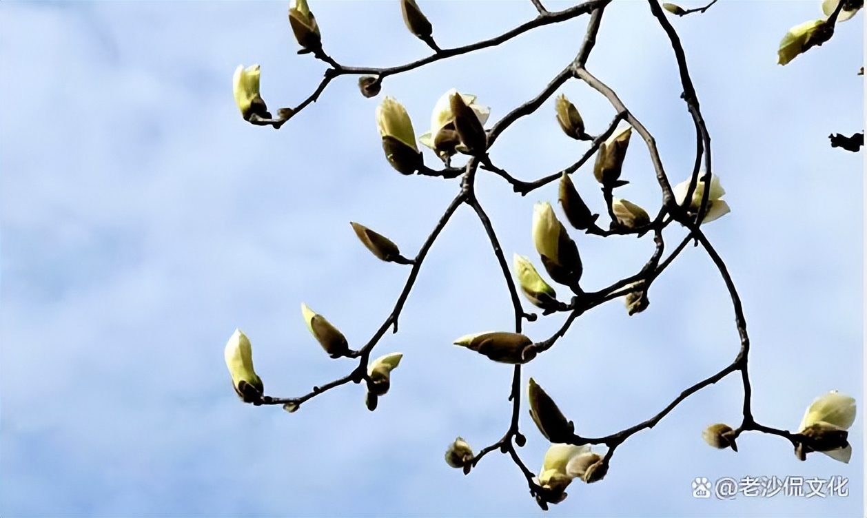 早春的诗句古诗大全,十首优美的古诗春