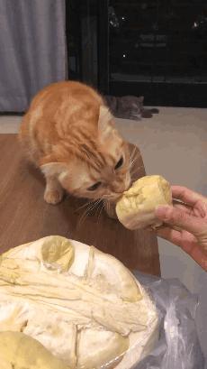 榴莲有点开口了有点长毛,榴莲靠近核的地方像长毛