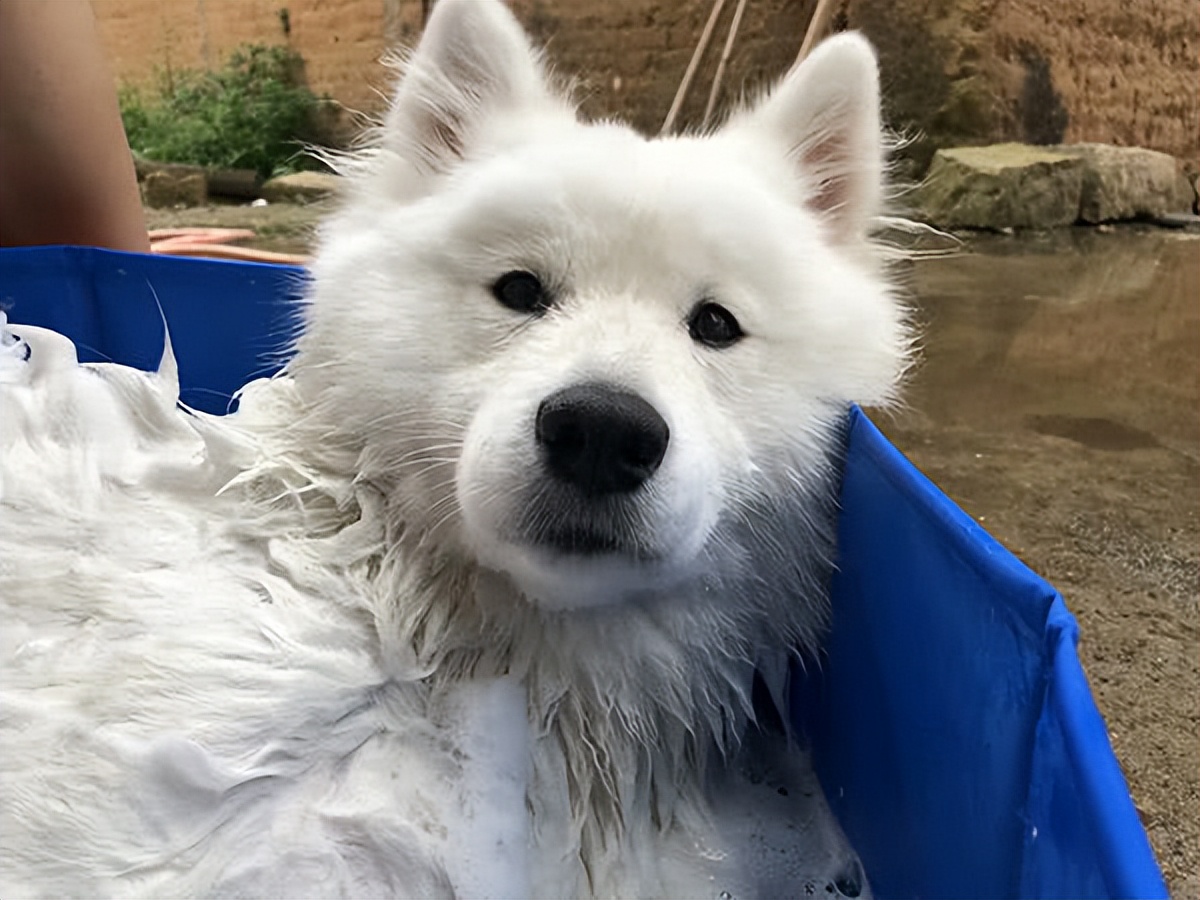 萨摩耶掉毛特别严重怎么回事,萨摩耶夏天掉毛快秃了