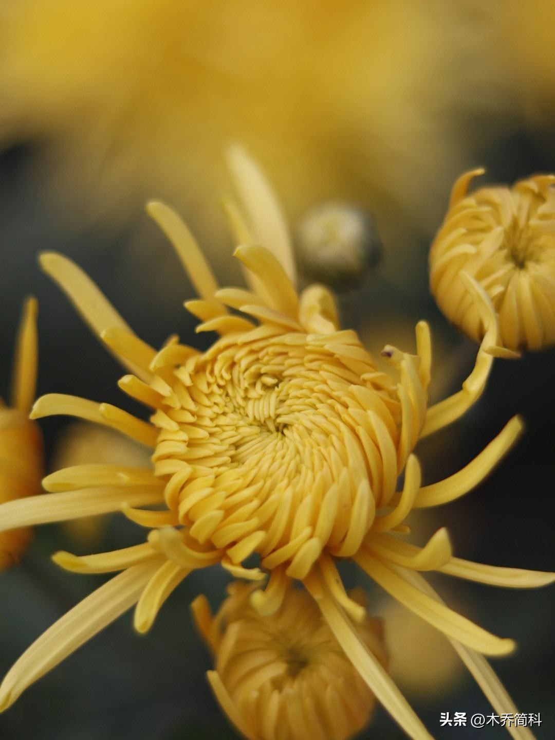 民俗文化中菊花的象征意义,菊在古代的象征意义和品质