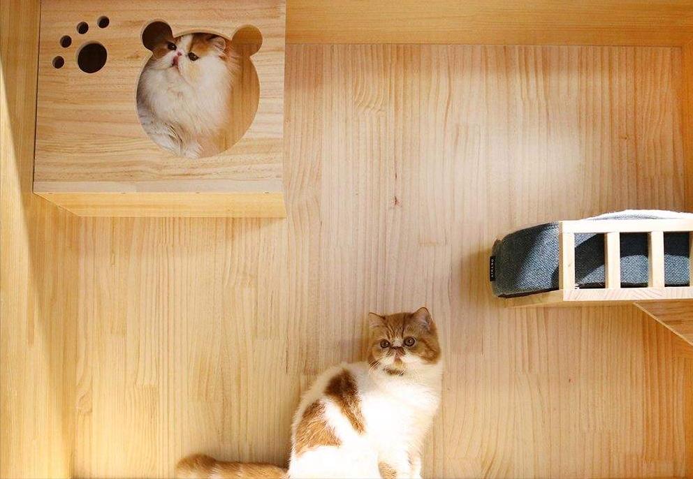 第一次养猫应该怎么选猫,养了7只猫咪