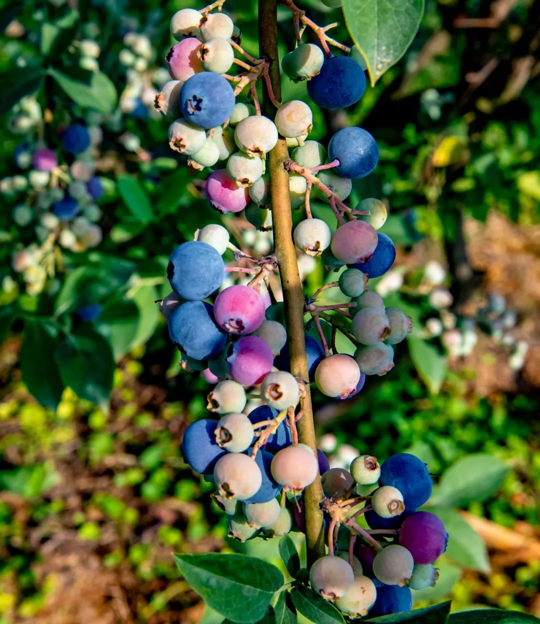 “min”甜爆汁！西瓜、蓝莓、桃子......彭州今夏水果新鲜开摘喽