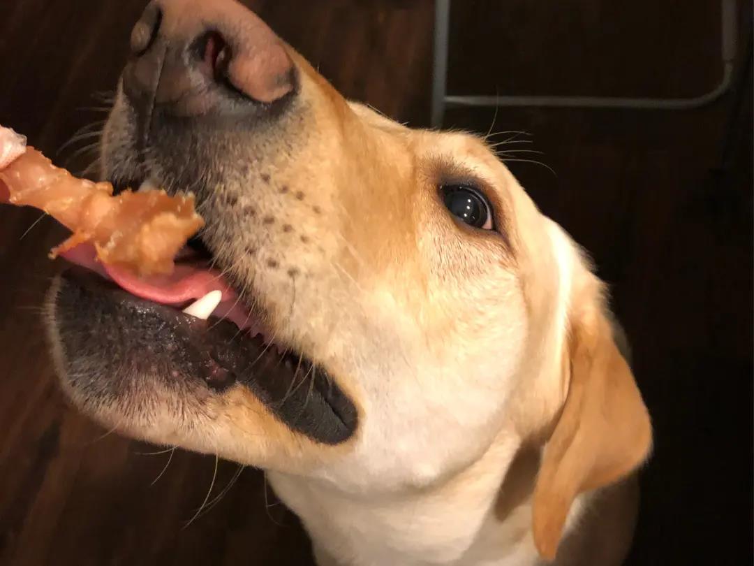 狗狗腹泻呕吐的原因与治疗方法,狗狗呕吐拉稀的常见原因有哪些