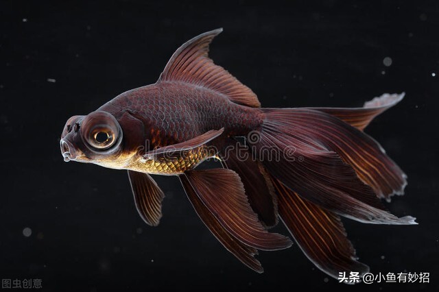 养金鱼的注意事项和饲养方法图片,虎头金鱼饲养要领