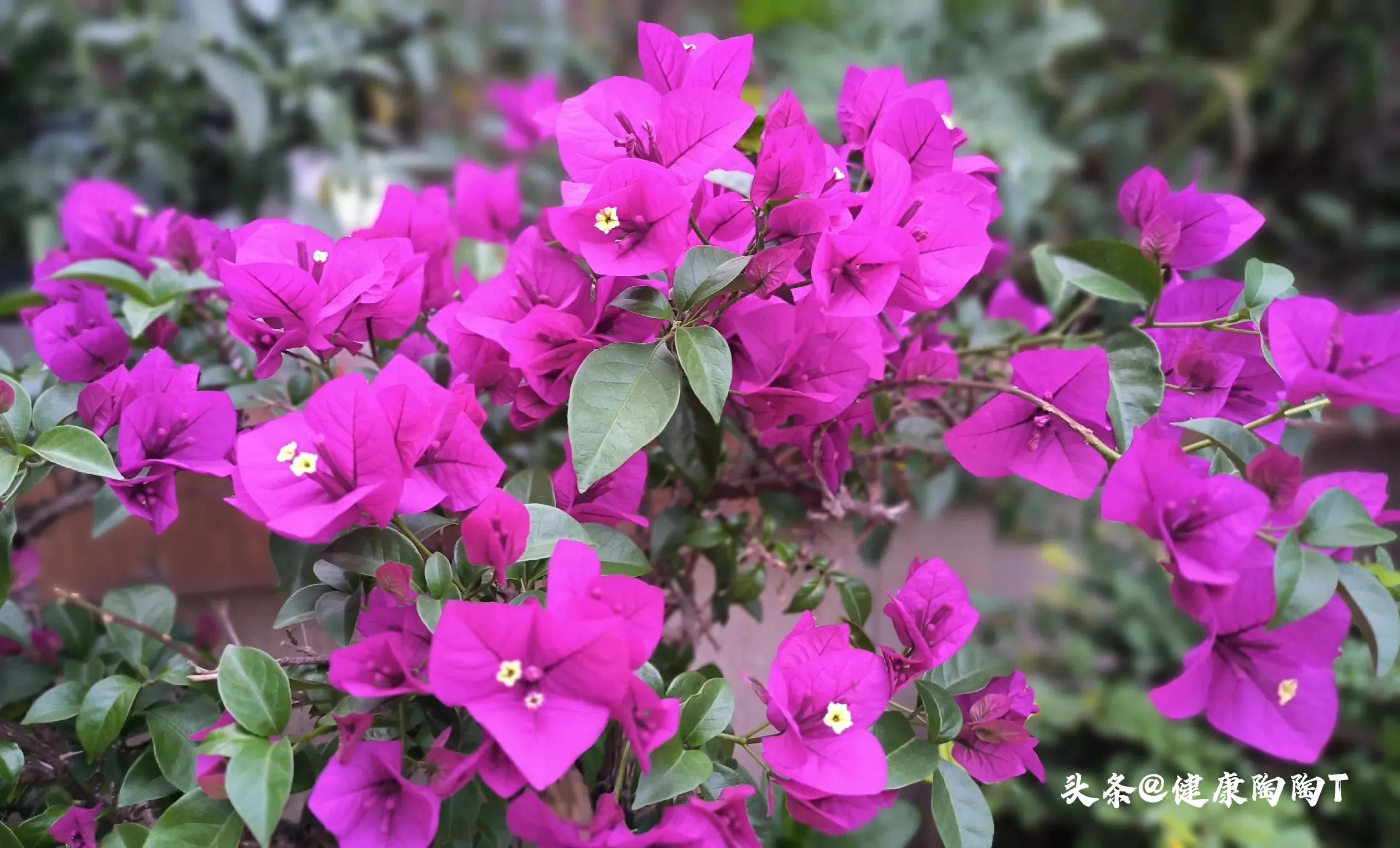 美丽的星期天小号音乐,美丽的星期天完整版