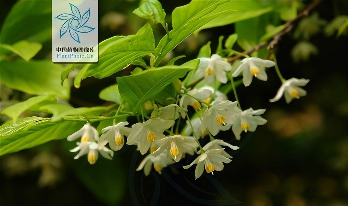 鏃ユ湰闆搩,鏃ユ湰闆爲