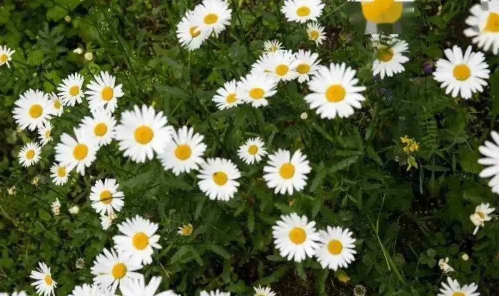 美容护肤经典一句话文案,为什么要补水护肤文案怎么说