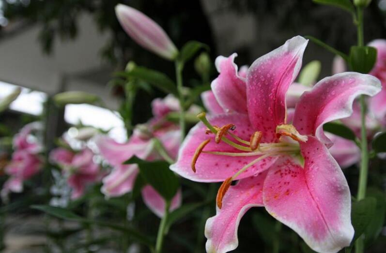 香水百合的种植和养殖方法,香水百合咋养注意事项有哪些